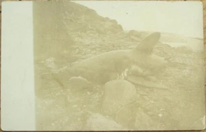 Shark Beached on Shore 1910 Realphoto Postcard Rppc - Picture 1 of 1