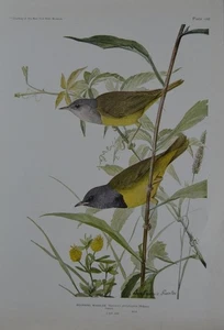 Antiguo arte de aves ornitología aves de Nueva York duelo curruca 1923 historia - Imagen 1 de 8