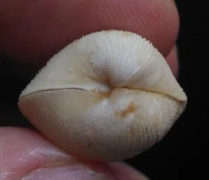 seashell Cardium species RARE 20mm F++ - Picture 1 of 4
