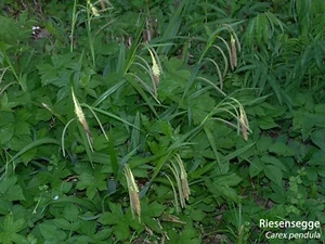 Hängesegge (Carex pendula) - Bild 1 von 3