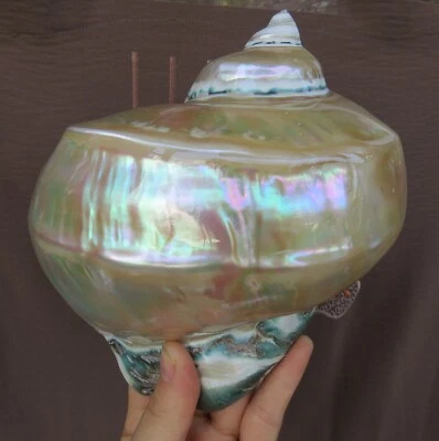 Large Pearlized Turbo Marmoratus Shell 6.5"–6.7" -Natural Sea Shell  Turbo shell - Image 1 of 4