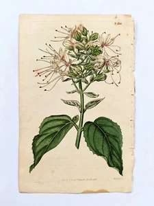 Curtis Botanical Print Engraving Flower Magazine Clerodendrum 1816 Colored 02908 - Picture 1 of 3