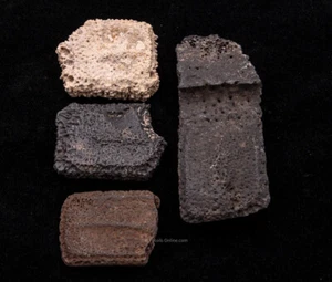 Group of Giant Armadillo Scutes Florida Fossils   1742 - Picture 1 of 2