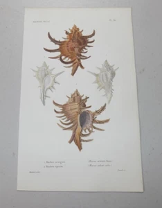 1852 antica CONCHIGLIA DI MARE stampa a colori ROCHER MUREX / CONCHIGLIE ARAIGNEE & EPERON - Foto 1 di 1