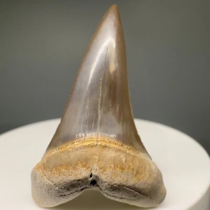 Very colorful High Quality 1.64" Fossil EXTINCT MAKO Shark Tooth - Ica, Peru - Picture 1 of 4
