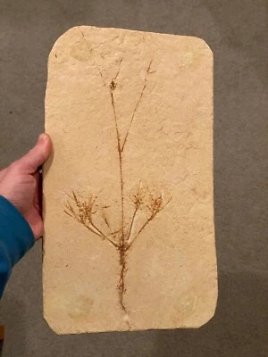 Museum Quality Fossil Plant Unknown Flowering Angiosperm Brazil Cretaceous age ! - Image 1 of 4
