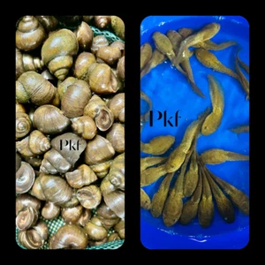 2 combos 50 Lot Live Bullfrog Tadpoles & 50 Lot Trapdoor Snails For Koi Pond pkf - Picture 1 of 8