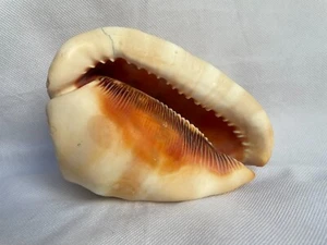 5 1/2" 14 cm Red Helmet Sea Conch Shell Cypraecassis Rufa - Picture 1 of 11