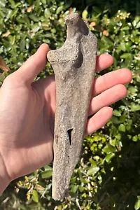 RARE Arctodus Ulna Fossil Short Faced Carnivore Mammal Florida Pleistocene Bones - Picture 1 of 11