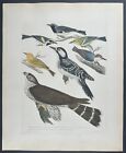 Wilson - Woodpecker, Hawk, Nuthatch, & Warbler. 15 - 1871 American Ornithology