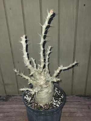 Pachypodium lealii ssp. saundersii  BIG rare  suculent  8''pot - Image 1 of 4