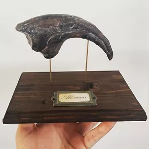 Griffe Dinosaure Allosaure Allosaurus socle bois replique Dinosaur Fossil claw - Foto 1 di 4