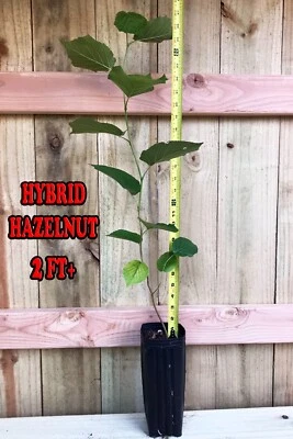 Hybrid Hazelnut Plant 2ft+ Tall Live Plant In 3.5" x 9" Air Prune Pot - Image 1 of 3