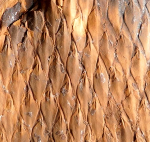 Carbonifero Pianta fossile - raro arborescens estinto licopode Bergeria dilata ! - Bild 1 von 11