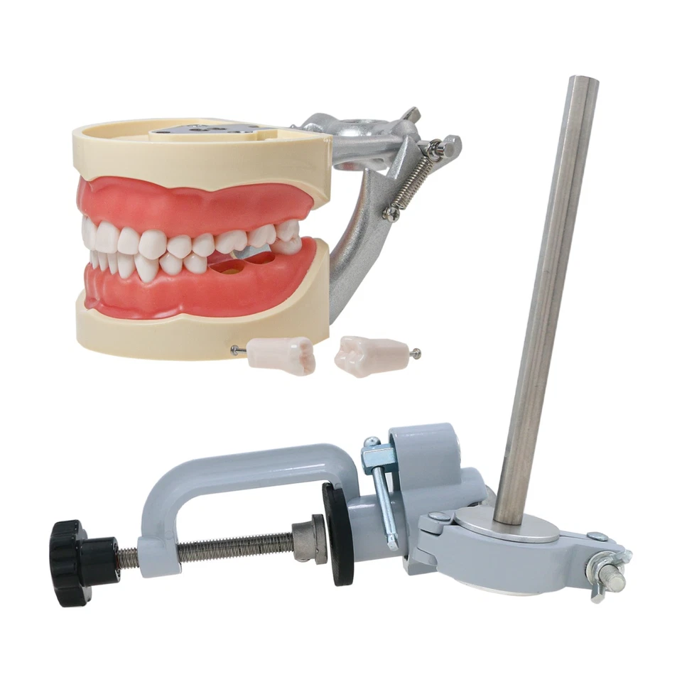 Kilgore Nissin 200 Tipo Poste de Montaje Dental Tipodont Modelo 32 piezas Dientes Extraíbles Foto 1 de 4