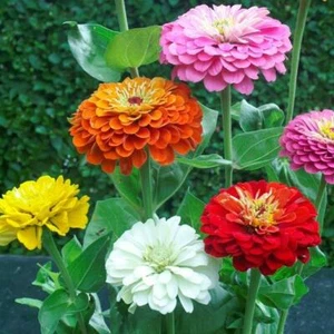 Zinnia elegans DAHLIA Flowered Mix Hummingbirds Pollinators Non-GMO 200 Seeds - Picture 1 of 5