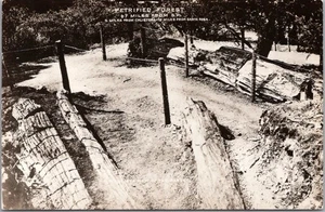 C1940s CALISTOGA, California RPPC Foto Real Postal "BOSQUE PETRIFICADO" Sin Usar - Imagen 1 de 2