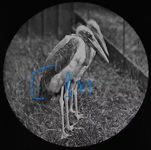 MARABOU STORKS LONDON ZOO C1878 Magic Lantern Slide VICTORIAN BIRD PHOTO - Picture 1 of 5