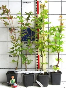 Acer palmatum +Sangokaku+, Korallenahorn, veredelte Pflanze im Topf - Bild 1 von 4
