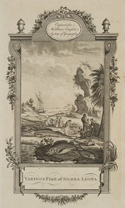 I. TAYLOR (1730-1807) zug., Fischarten von Sierra Leone, 1778, KSt. Klassizismu - Picture 1 of 4