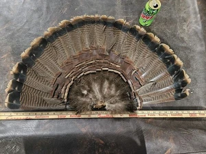 Ventaglio coda Tom Gobbler tacchino selvaggio esca esposizione ottimo uomo grotta rustica cabina - Foto 1 di 7