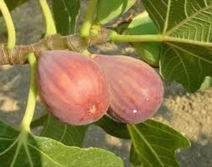 Ficus carica 'Signora' - rote Frucht Feige -18°C Pflanze 70-100cm Feigenbaum - Bild 1 von 2