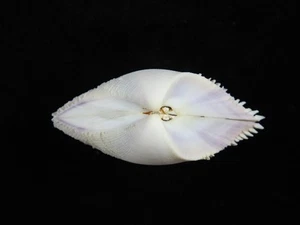 Sea Shell Donax Scortum 65,8 mm ID#9084 - Imagen 1 de 4