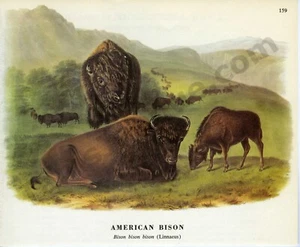 1968 James & Woodhouse Audubon AMERICAN BISON Book Page Art (1432) - Picture 1 of 1
