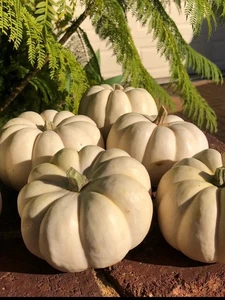 Mini Lumina White Pumpkin 25 Seeds – Small Heirloom Variety | Sweet & Edible - Picture 1 of 2