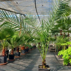 Phoenix canariensis, stem/plant/total 18/145/175 cm (1) - Bild 1 von 3