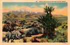 Postcard Cholla &amp; Spanish Bayonett On the Desert