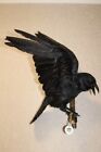 #0191 corbeau oiseau en peluche taxidermie (Corvus Corone) corbeau eurasien