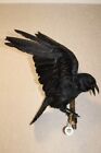 #0191 Taxidermie Stofftiervogelkrähe (Corvus Corone) eurasischer Rabe