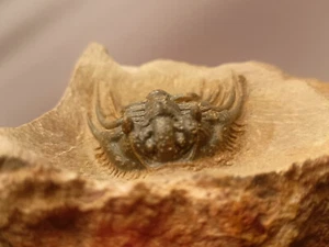 Fossil Trilobite Leonaspis - Rare Quality, Authentic, Devoniano, Atchana Morocco - Foto 1 di 18