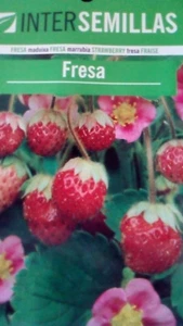 200 semillas de Fresa sobre original fresas semilla - Imagen 1 de 1