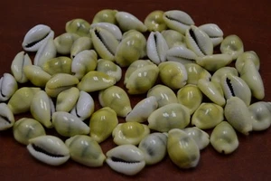 450 STCK. GELBE MONETA KAURIZE KUHRI MUSCHEL STRANDDEKO - Bild 1 von 1