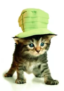 Green Bucket Hat Blue Eyes Kitten Blank Inside Greeting Card - Set of 2 - Picture 1 of 2