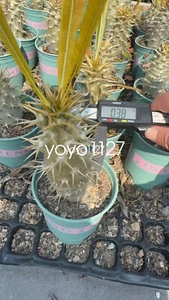 Rara Succulenta Pachypodium ambongense propria radice caudex caratteristica larga 4-5 cm - Foto 1 di 6