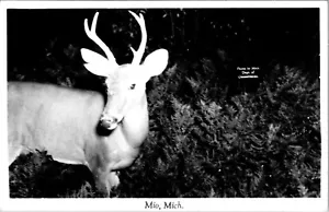 RPPC Mio MI Michigan Hirsch Blick in die Kamera Kodak Foto Postkarte JP9 - Bild 1 von 2