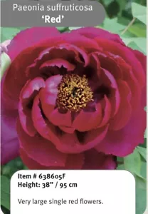 Red Tree Peony Plant 2-years old grafted - Picture 1 of 3