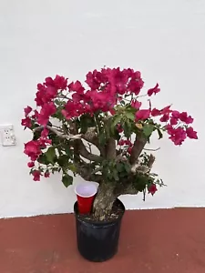 Magenta 35+ Yr Old Bougainvillea Bonsai- Rare Old Growth Red Flowers - Picture 1 of 24