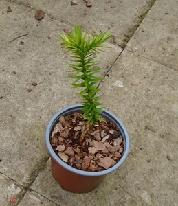 MONKEY PUZZLE Tree seedling 1 LITRE POT, - Picture 1 of 2