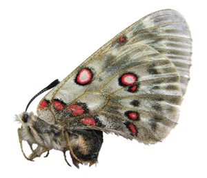 Unmounted Butterfly/Papilionidae - Parnassius tianschanicus insignis, FEMALE - Picture 1 of 1