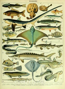 FISH CHART VINTAGE OCEAN LIFE A2 POSTER PRINT - Picture 1 of 2