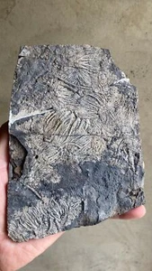Unikat versteinerte Seelose Protolith Fossil 16*12cm - Bild 1 von 6