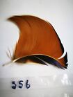 Mandarin Feathers -  Single Sail Feather   Good condition