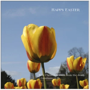 Tarjeta de Pascua de tulipanes amarillos con texto bíblico 1 Cor 15:20 - EB8816ee - Imagen 1 de 2