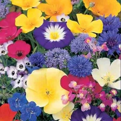 100% Wild Flower Seeds Scented NO GRASS Bee Butterfly Mix Meadow Garden Dwarf UK - Image 1 of 4