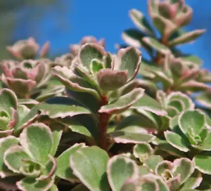 Sedum spurium 'Tricolor' - Succulent Plant - 4" Pot - Low MaintenanceSedum spuri - Picture 1 of 5
