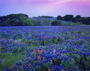 40+ Blue Lupine Flower Seeds Texas Blue Bonnet / Lupinus / Reseeding Annual - Picture 1 of 1